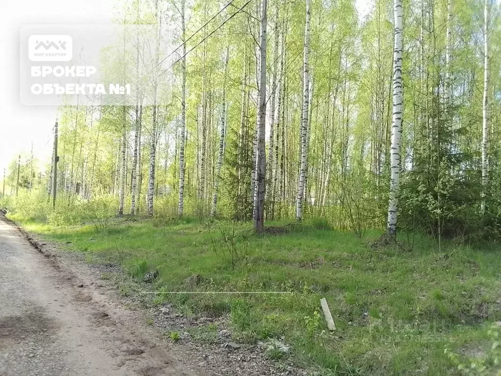 Участок в Ленинградская область, Всеволожск Новая ул., 32 (13.0 сот.) - Фото 1
