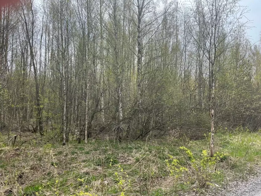 Участок в Ленинградская область, Всеволожский район, Рахьинское ... - Фото 1