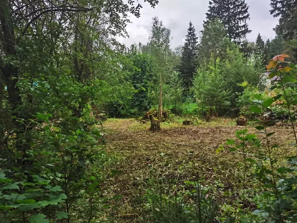 Участок в Московская область, Пушкинский городской округ, Софрино пгт ... - Фото 1