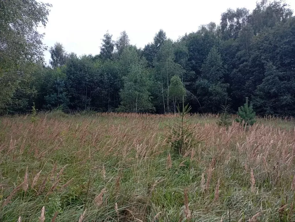 Участок в Московская область, Талдомский городской округ, д. Маклаково ... - Фото 1
