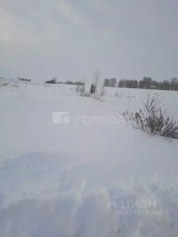 Участок в Алтайский край, Барнаул городской округ, пос. Черницк ул. ... - Фото 1