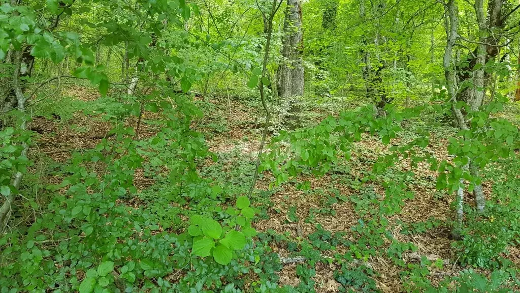 Участок в Краснодарский край, Геленджик городской округ, с. Адербиевка ... - Фото 1