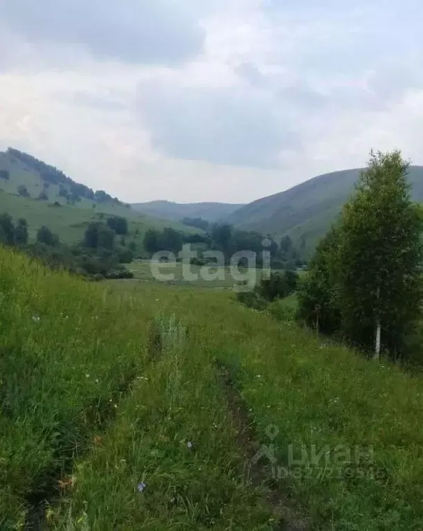 Участок в Алтайский край, Солонешенский район, с. Лютаево  (1280.3 ... - Фото 2