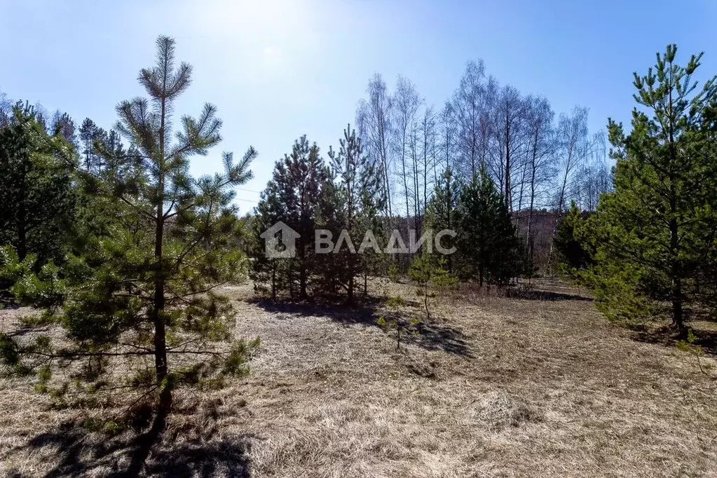 Участок в Владимирская область, Судогодский район, с. Чамерево ... - Фото 2
