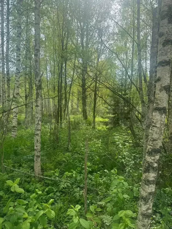 Участок 8,5 сот. (ИЖС) - Фото 1