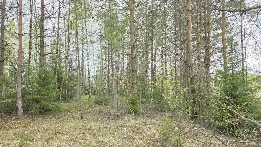 Участок в Ленинградская область, Всеволожский район, Агалатовское ... - Фото 2