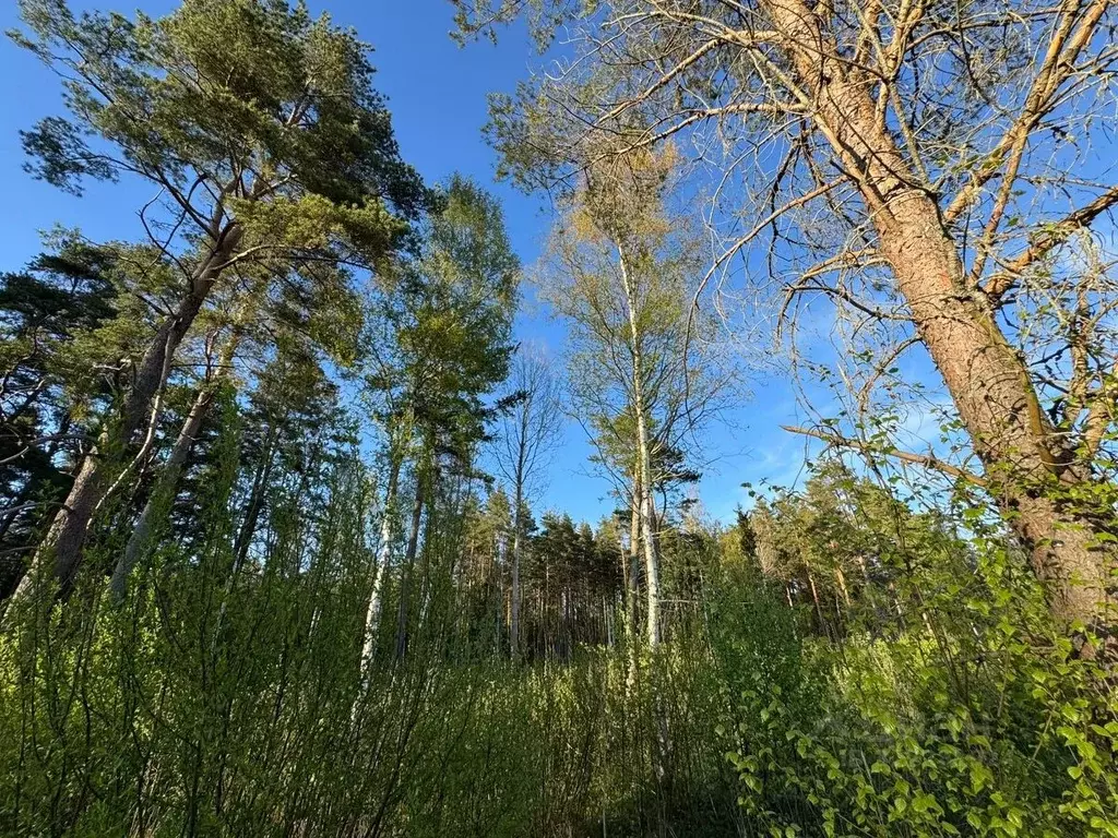 Участок в Ленинградская область, Выборгский район, Полянское с/пос, ... - Фото 2