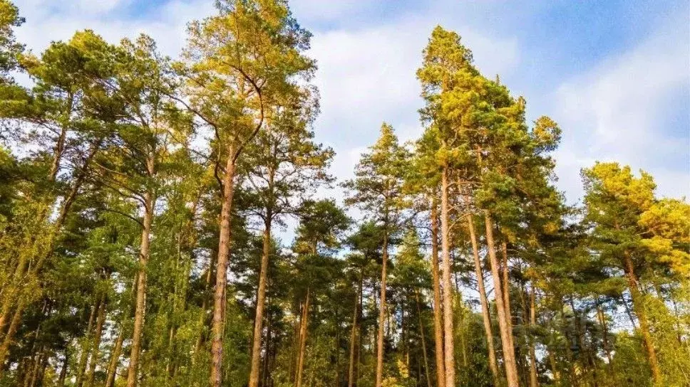 Участок в Московская область, Одинцовский городской округ, пос. дома ... - Фото 1