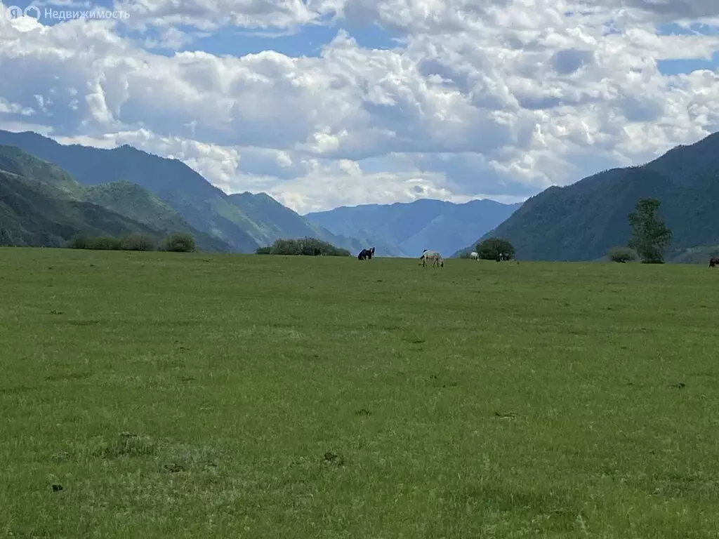Участок в Чемальский район, село Куюс (10.5 м) - Фото 2