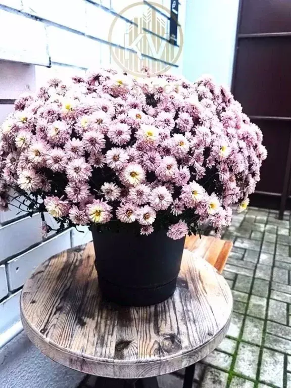 2-к кв. Ставропольский край, Пятигорск просп. Калинина, 38 (50.0 м) - Фото 1