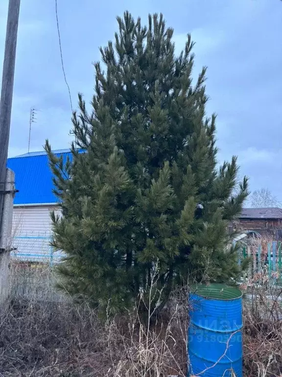 Дом в Новосибирская область, Новосибирск Обские зори садовое ... - Фото 0