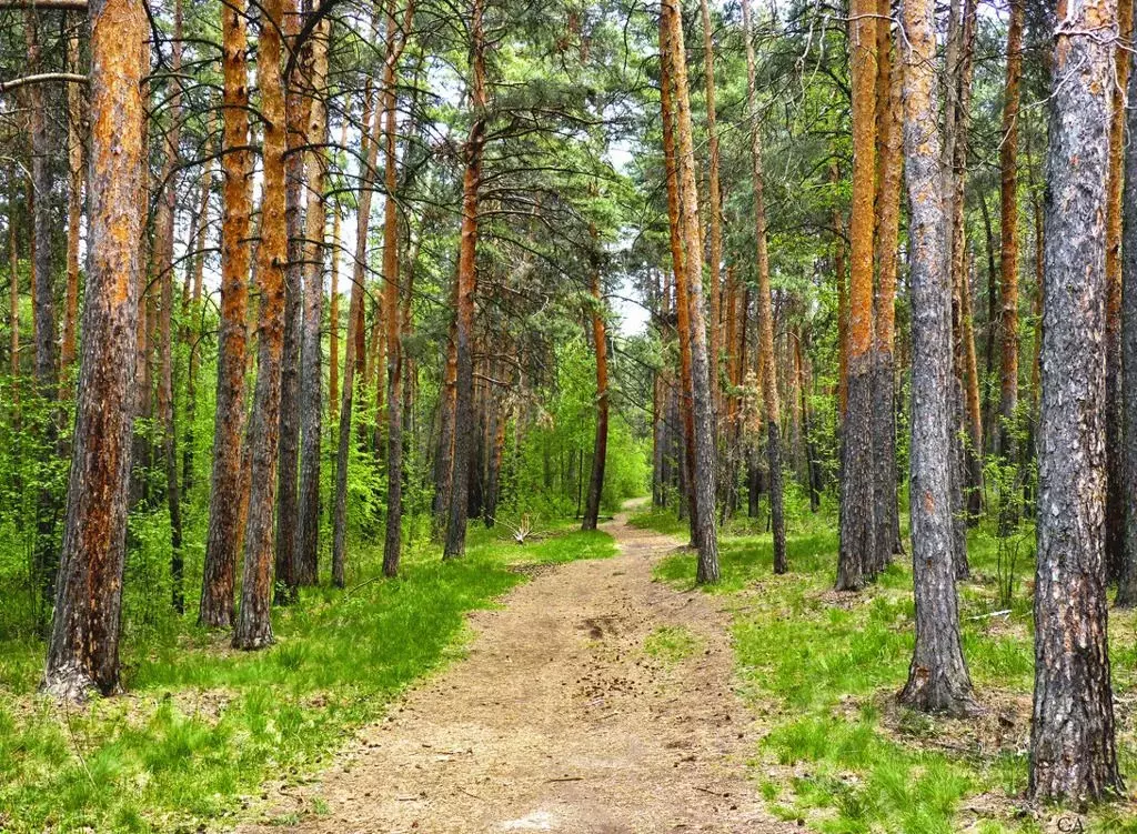 Лес челябинск. Сосновый Бор Челябинск. Городской Бор Челябинск. Городской Бор территория Челябинск. Реликтовый лес Челябинск.