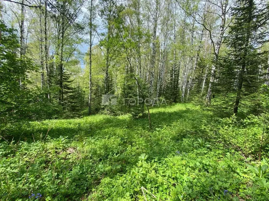 Участок в Алтайский край, Белокуриха ул. Бреславского (16.0 сот.) - Фото 1
