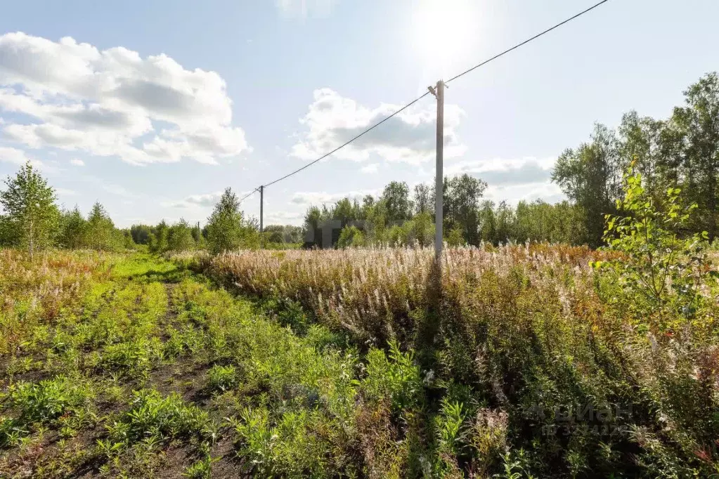 Участок в Тюменская область, Тюменский муниципальный округ, Каменское ... - Фото 1