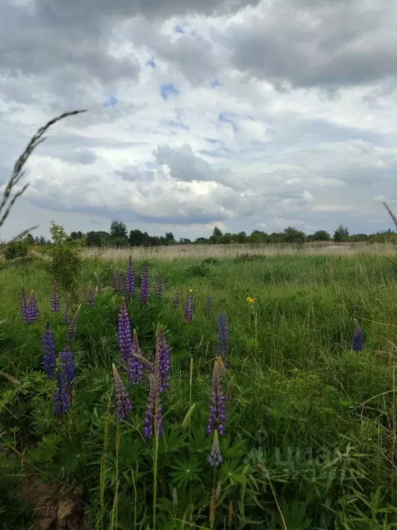 Участок в Калининградская область, Гурьевский муниципальный округ, ... - Фото 1