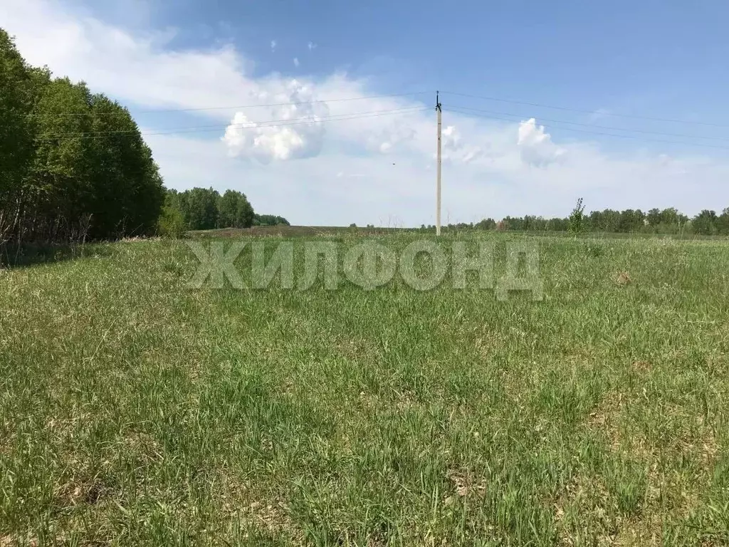 Участок в Новосибирская область, Ордынский район, с. Красный Яр  ... - Фото 2