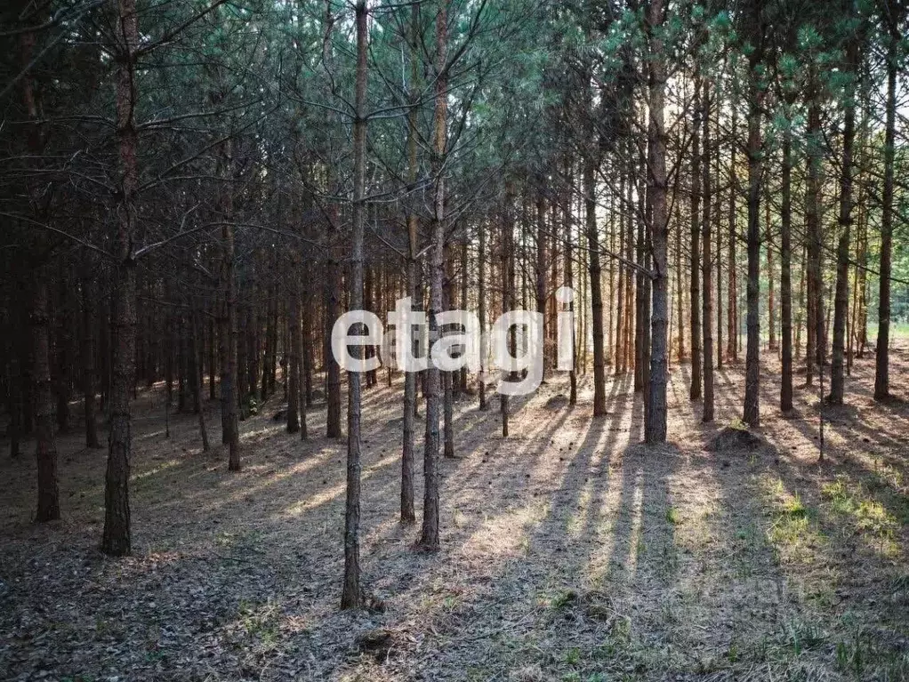 Участок в Красноярский край, Емельяновский муниципальный округ, ... - Фото 1