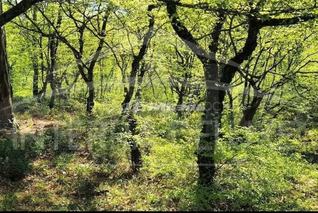 Участок в Крым, Ялта городской округ, Массандра пгт ш. Симферопольское ... - Фото 1