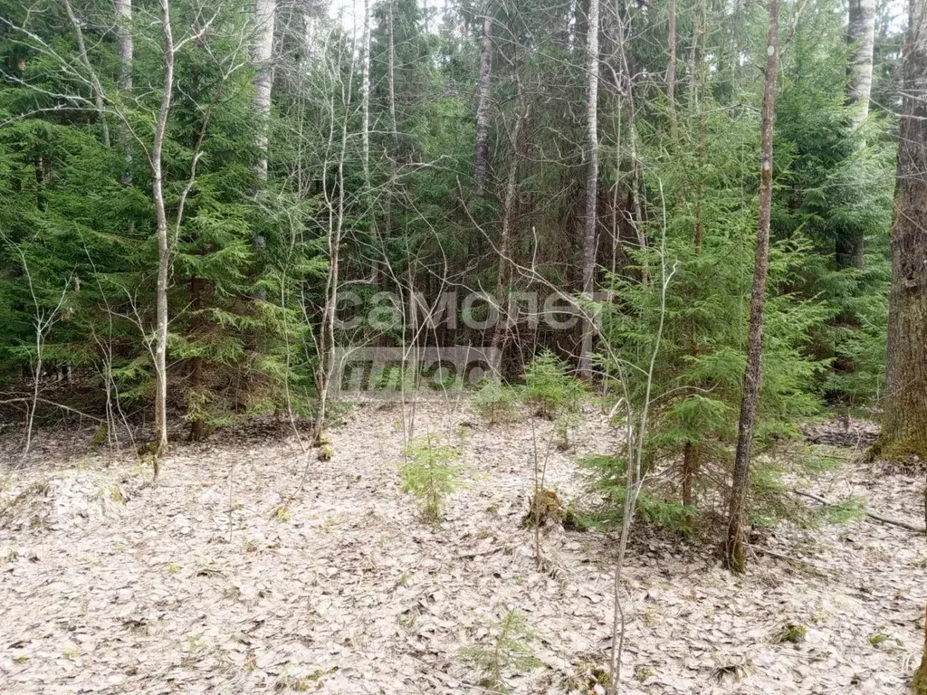 Участок в Ленинградская область, Тосненский район, Шапкинское с/пос, ... - Фото 1