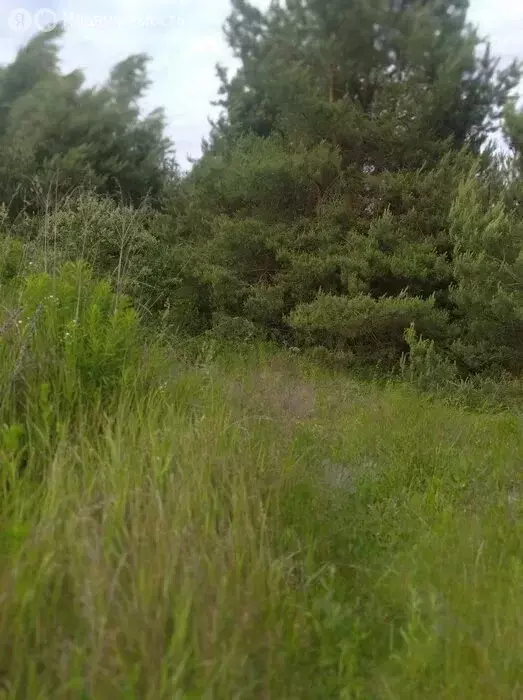 Участок в Вологодская область, Грязовецкий муниципальный округ, ... - Фото 0