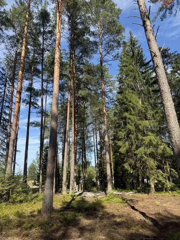 Участок в Санкт-Петербург пос. Репино, Финляндская ул., 18 (1.0 сот.) - Фото 1