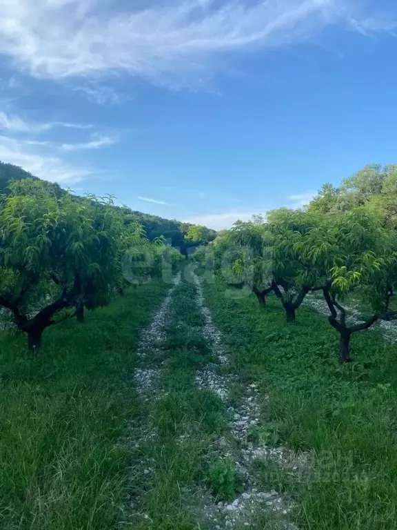 Участок в Краснодарский край, Геленджик городской округ, с. ... - Фото 1