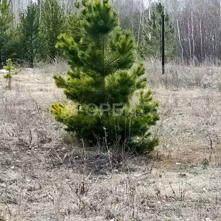 Участок в Тюменская область, Тюменский район, Архип садовое общество  ... - Фото 1