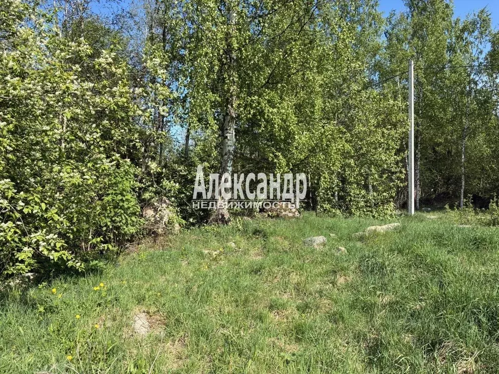 Участок в Ленинградская область, Приозерский район, Ларионовское ... - Фото 2