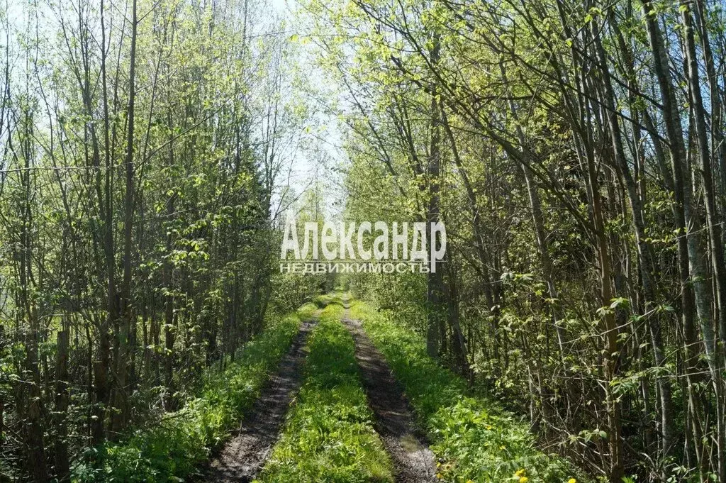 Участок в Лисинское сельское поселение (10 м) - Фото 1