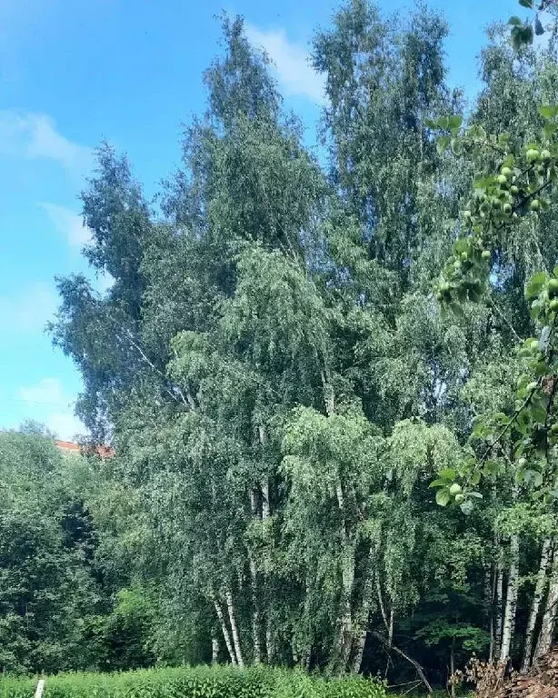Продается участок в д. Дергаево - Фото 1