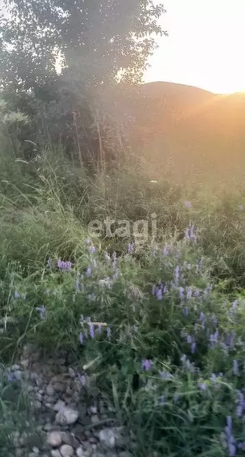 участок в алтай, майминский район, с. подгорное ул. магистральная (8.0 . - Фото 1