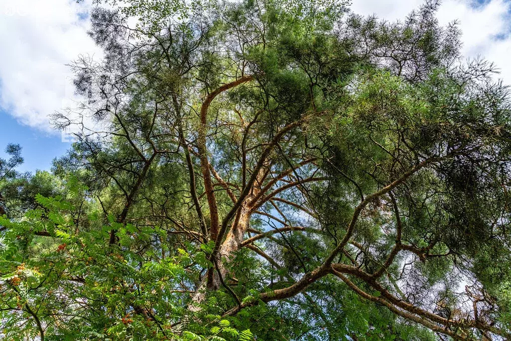 Участок в Московская область, Рузский муниципальный округ, деревня ... - Фото 2