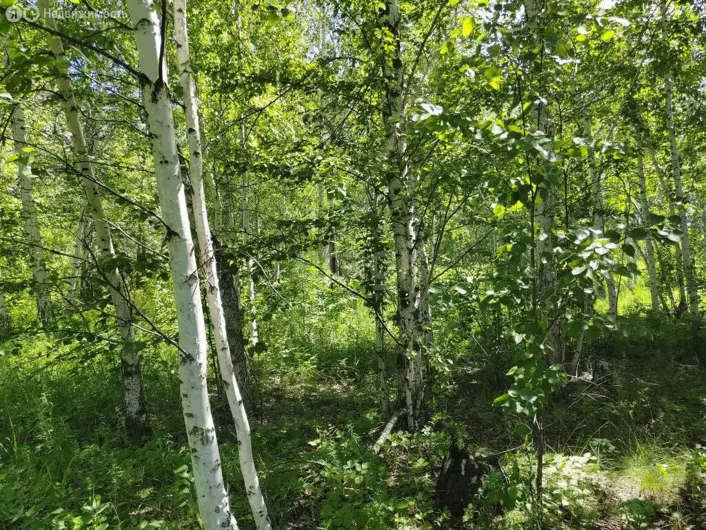 Участок в Челябинск, посёлок Смолино, переулок Попова (8 м) - Фото 0