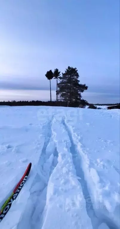 Участок в Вологодская область, Возрождение СТ  (15.0 сот.) - Фото 2