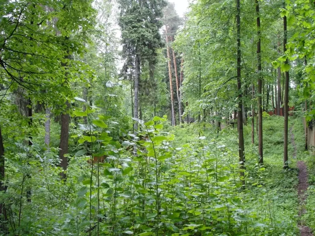 Участок в Московская область, Одинцовский городской округ, д. Сколково ... - Фото 0