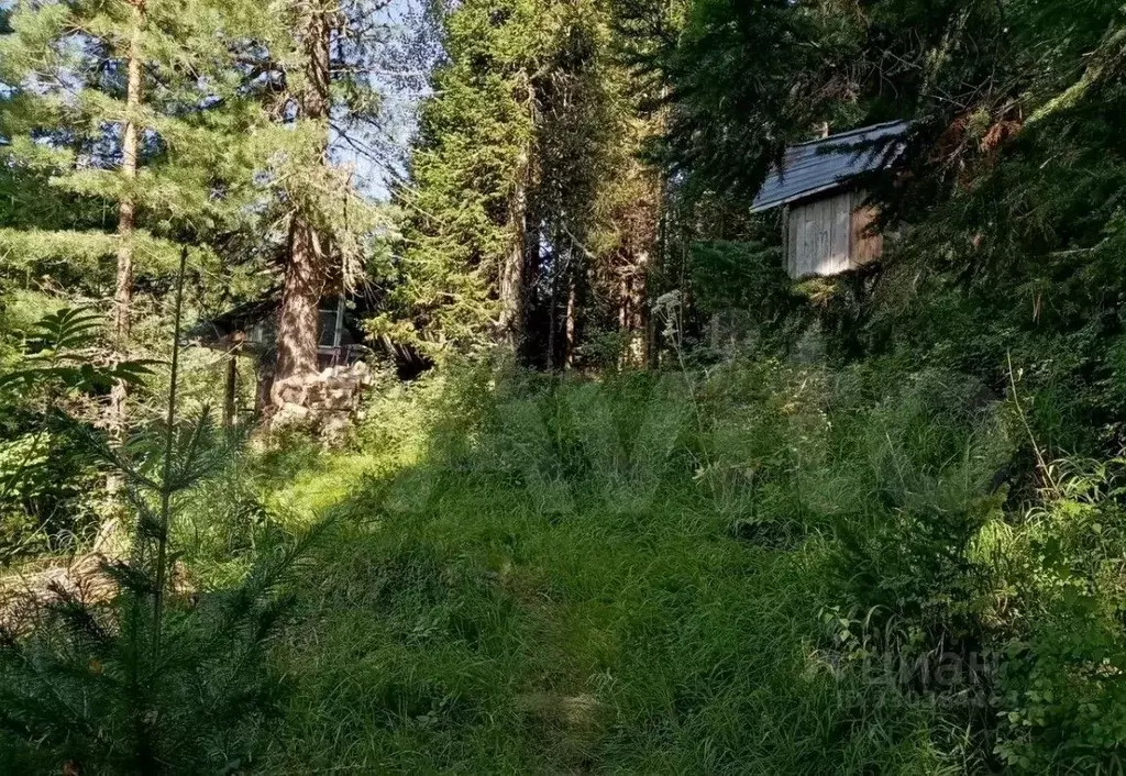 Участок в Алтай, Турочакский район, с. Турочак  (2.3 га.) - Фото 2