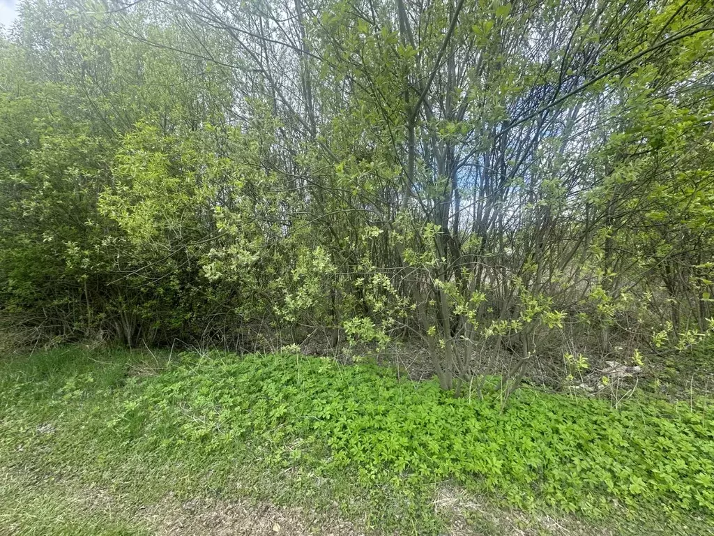 Участок в Московская область, Богородский городской округ, д. Ельня ... - Фото 1