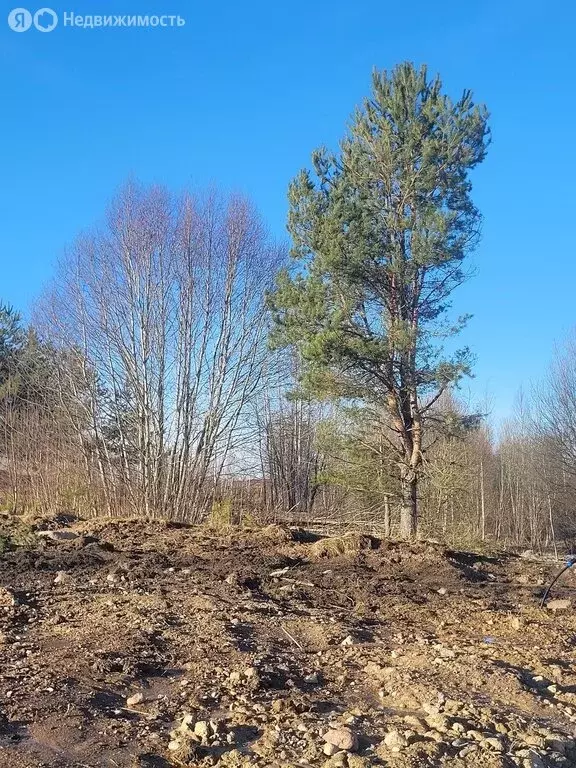 Участок в Низинское сельское поселение (6 м) - Фото 1