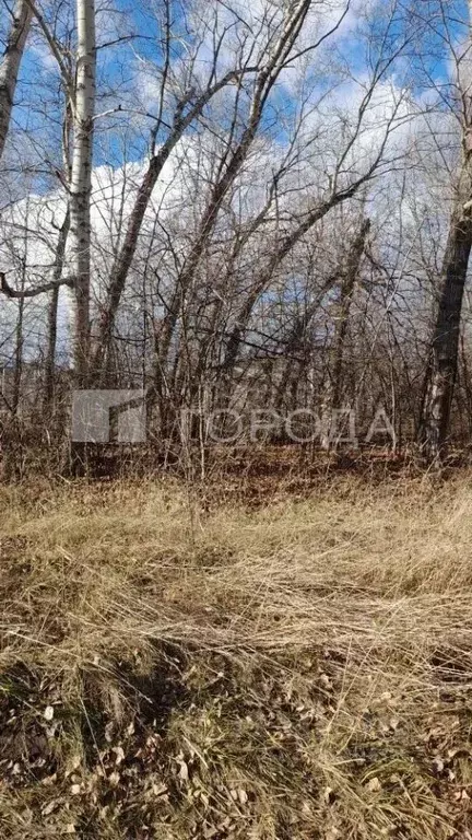 Участок в Алтайский край, Барнаул городской округ, пос. Бельмесево ул. ... - Фото 1