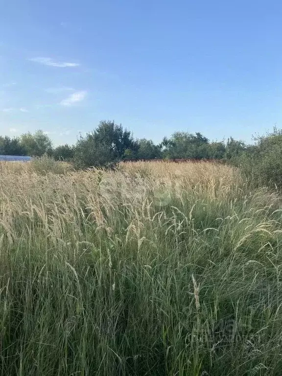 Участок в Воронежская область, Верхнехавский район, Малоприваловское ... - Фото 1