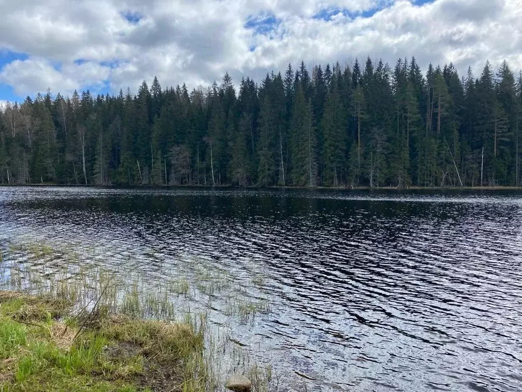 Участок в Ленинградская область, Приозерский район, Раздольевское ... - Фото 1