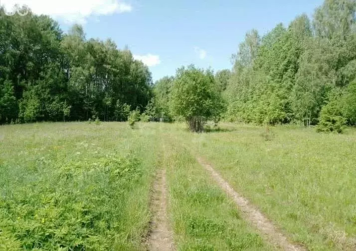 Участок в Чухломский район, Повалихинское сельское поселение, посёлок ... - Фото 2