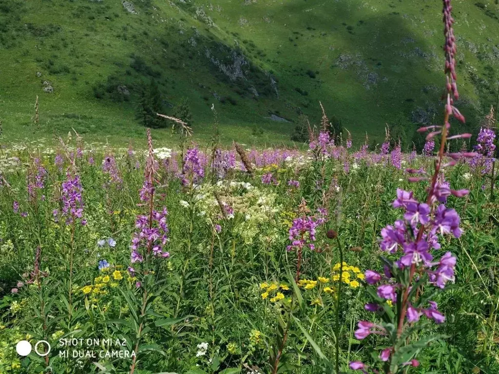 Участок в Алтай, Чемальский район, с. Уожан Заречная ул. (330.0 сот.) - Фото 2