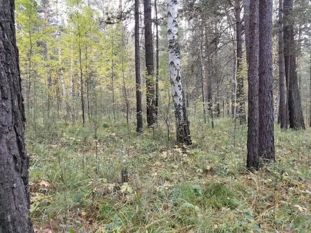 Участок в Иркутская область, Иркутский муниципальный округ, Маркова рп ... - Фото 2