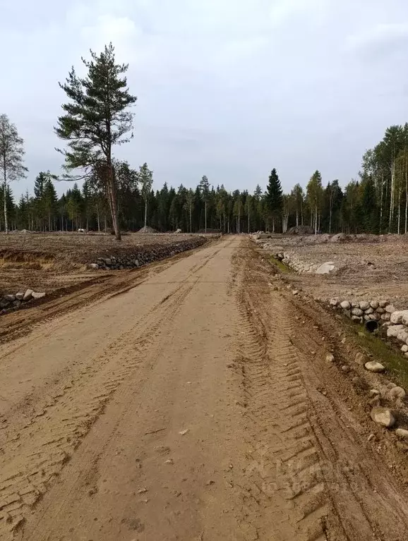 Участок в Ленинградская область, Приозерский район, Ромашкинское ... - Фото 1