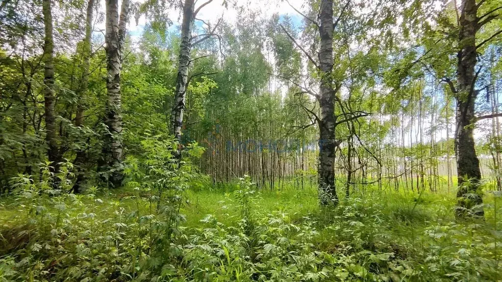 Участок в Нижегородская область, Сокольский муниципальный округ, д. ... - Фото 1
