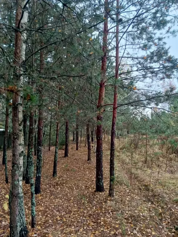 Дом в Владимирская область, Киржачский муниципальный округ, д. Дубки ... - Фото 1