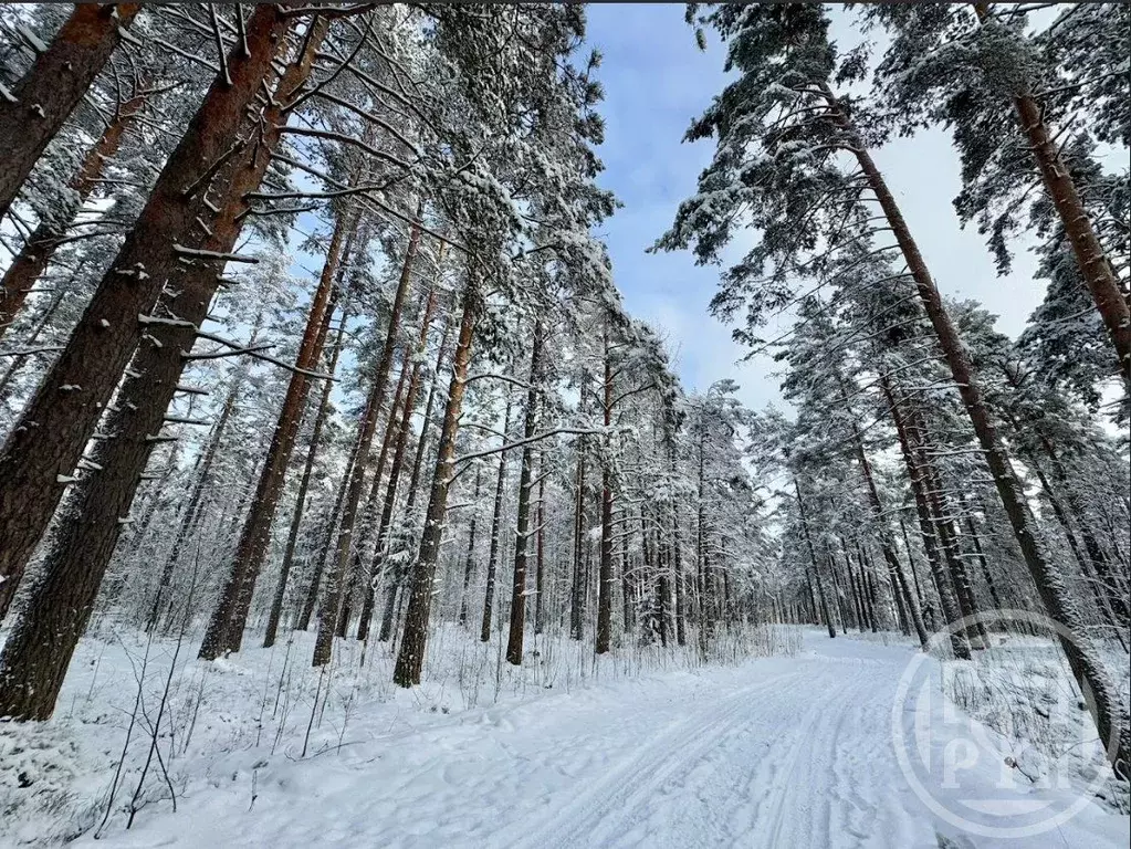 Участок в Ленинградская область, Выборгский район, Полянское с/пос, ... - Фото 2