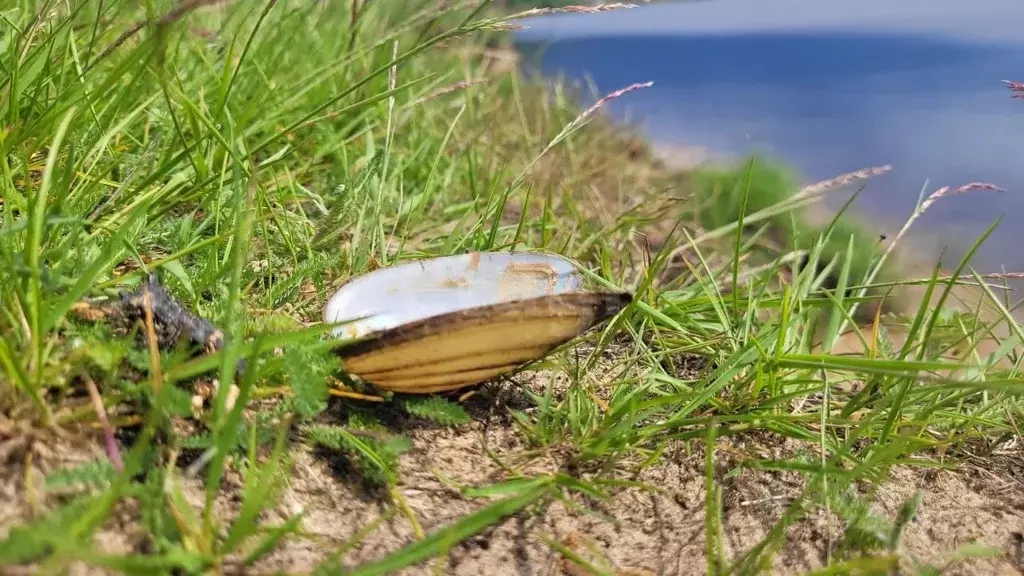 Дом в Вологодская область, Устюженский район, д. Ванское Центральная ... - Фото 2
