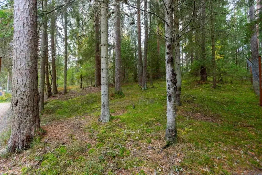 Участок в Ленинградская область, Выборгский район, Первомайское с/пос, ... - Фото 2